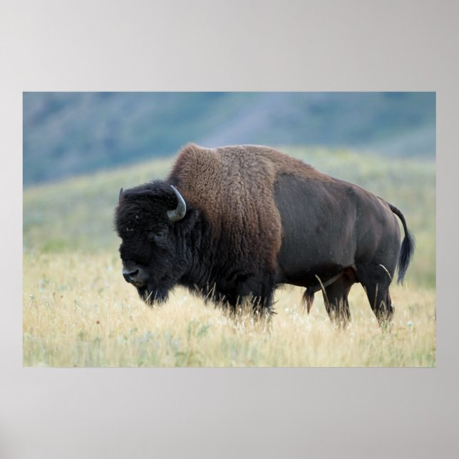 American Plains Bison Poster (Vorne)