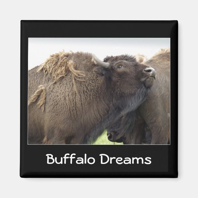 American Plains Buffalo Bison Magnet (Vorne)