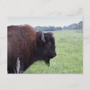 American Plains Buffalo Bison Postcard Postkarte