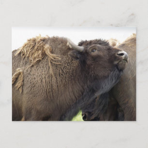 American Plains Buffalo Bison Postkarten