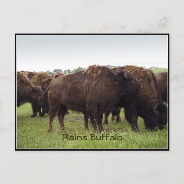 American Plains Buffalo Bison Postkarten (Vorderseite)