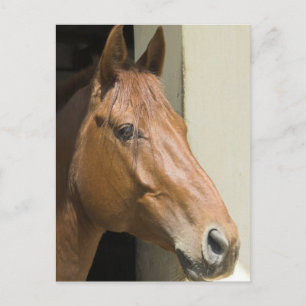 American Quarter Horse Postcard Postkarte