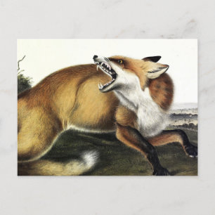American Red Fox, Vulpes vulvus von Audubon Postkarte