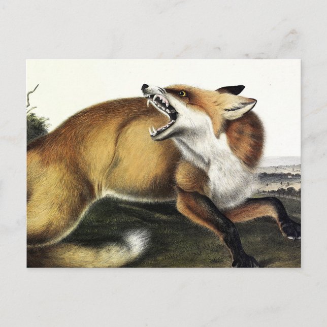 American Red Fox, Vulpes vulvus von Audubon Postkarte (Vorderseite)