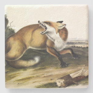 American Red Fox, Vulpes vulvus von Audubon Steinuntersetzer