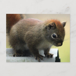 American Red Squirrel Postkarte