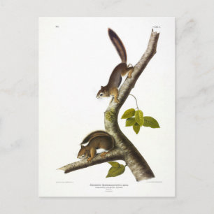 American Red Squirrel (Richardson's Columbian) Postkarte
