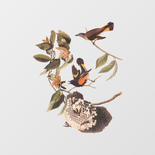 American Redstart Audubon Birds and Wasp Nest Fensteraufkleber