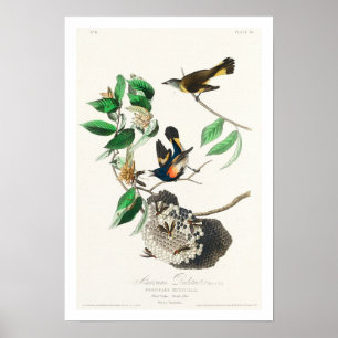 American Redstart von Audubon Poster