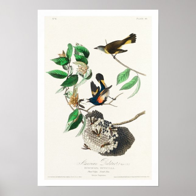American Redstart von Audubon Poster (Vorne)
