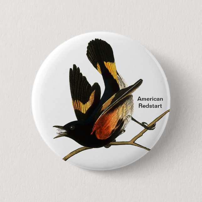 American Redstart von John James Audubon, Vogelbeo Button (Vorderseite)