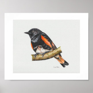 American Redstart Warbler Art Print Poster