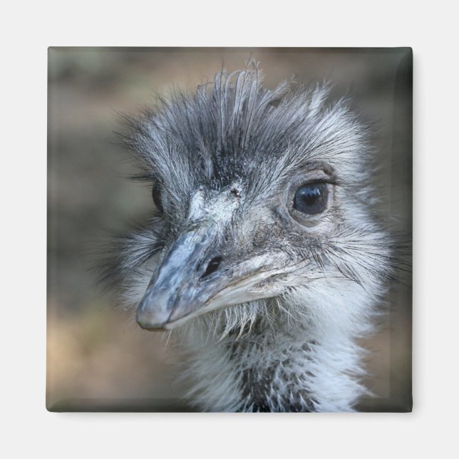 American Rhea Portrait Magnet (Vorne)