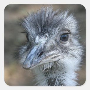 American Rhea Portrait Quadratischer Aufkleber
