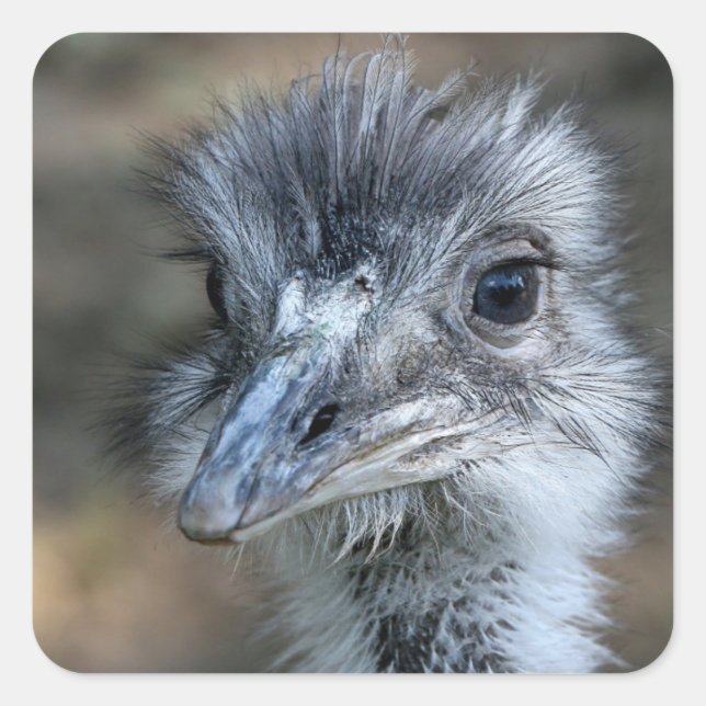 American Rhea Portrait Quadratischer Aufkleber (Vorderseite)