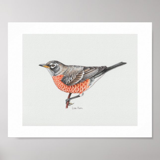American Robin Art Print Poster (Vorne)