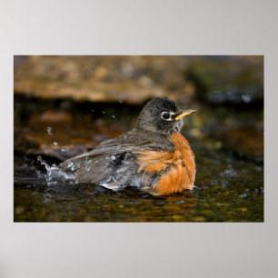 American Robin Baden Poster