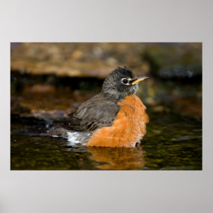 American Robin Bat 2 Poster