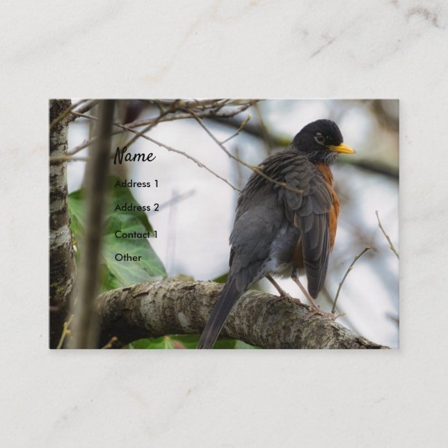 American Robin Bird Business Card Visitenkarte (Vorderseite)