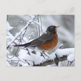 American Robin Bird Postcard Postkarte