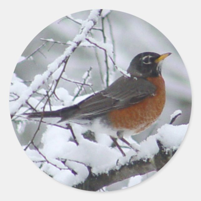 American Robin Bird Stickers (Vorderseite)