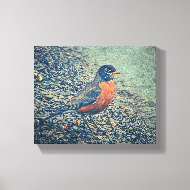 American Robin Bird Wrapped Canvas Leinwanddruck (Vorderseite)