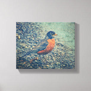 American Robin Bird Wrapper Canvas Leinwanddruck