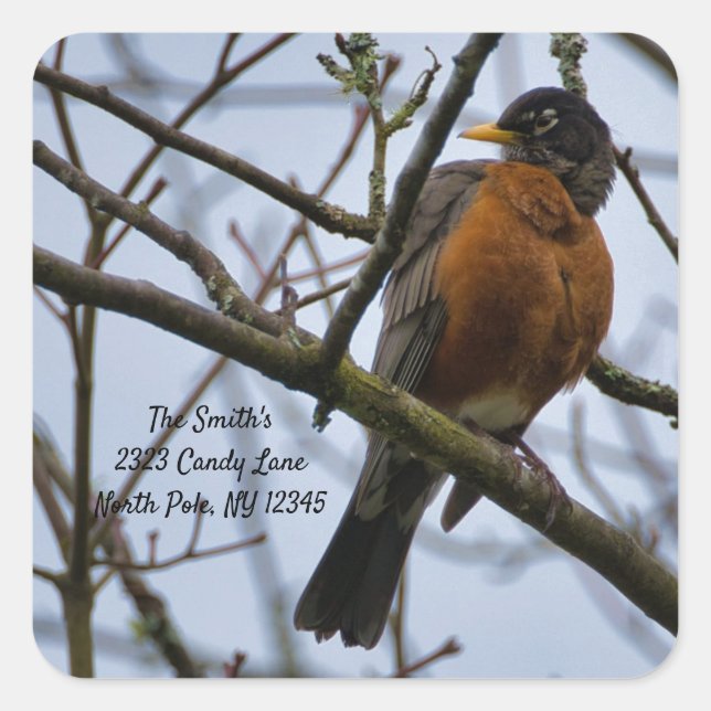 American Robin Change of Address Square Sticker (Vorderseite)