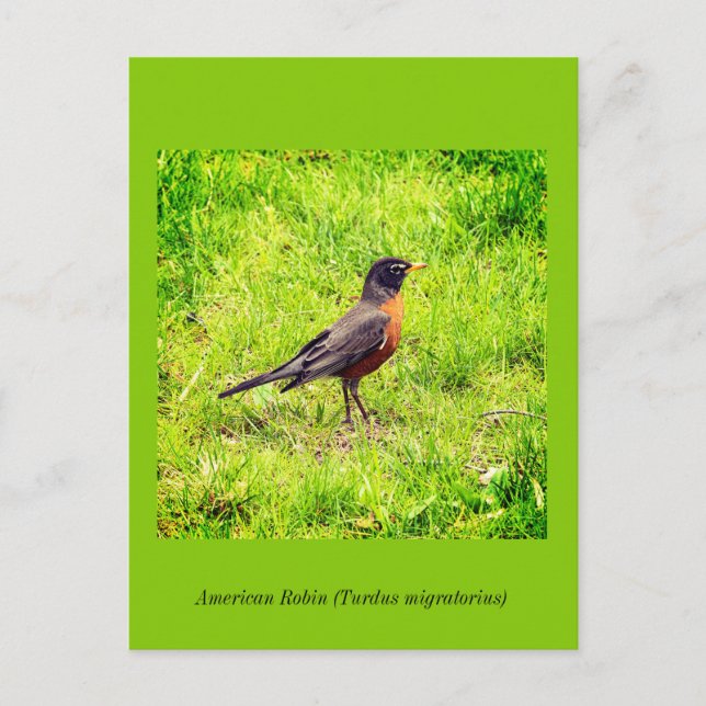 American Robin Einladungspostkarte (Vorderseite)