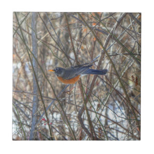 American Robin Fliese