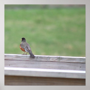 American Robin Foto Poster