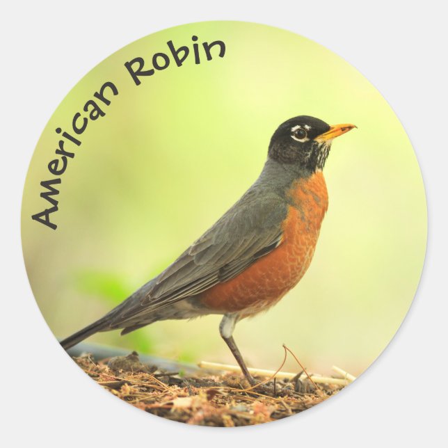 American Robin Foto Runder Aufkleber (Vorderseite)