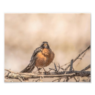 American Robin Fotografie Print