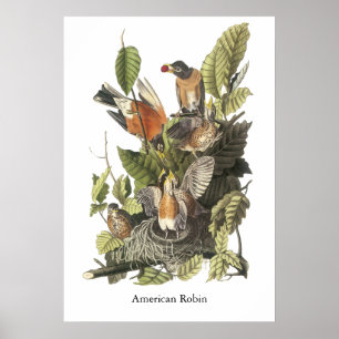 American Robin, John Audubon Print Poster