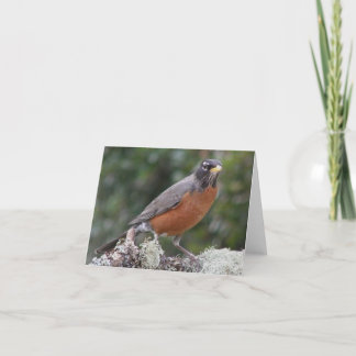 American robin. karte