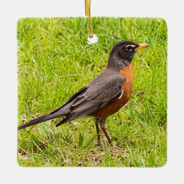American Robin Keramikornament (Vorderseite)