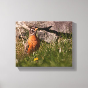 American Robin Leinwanddruck