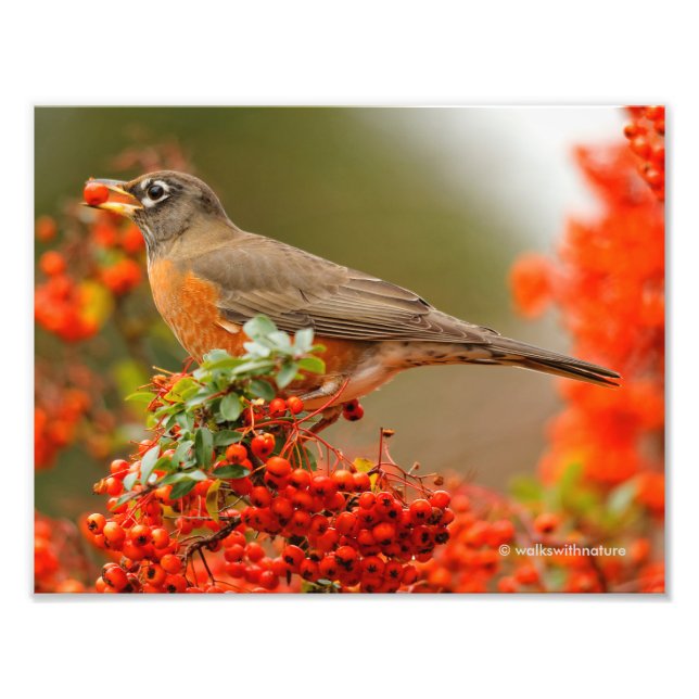 American Robin Lieben Pyracantha Berries Fotodruck (Vorne)