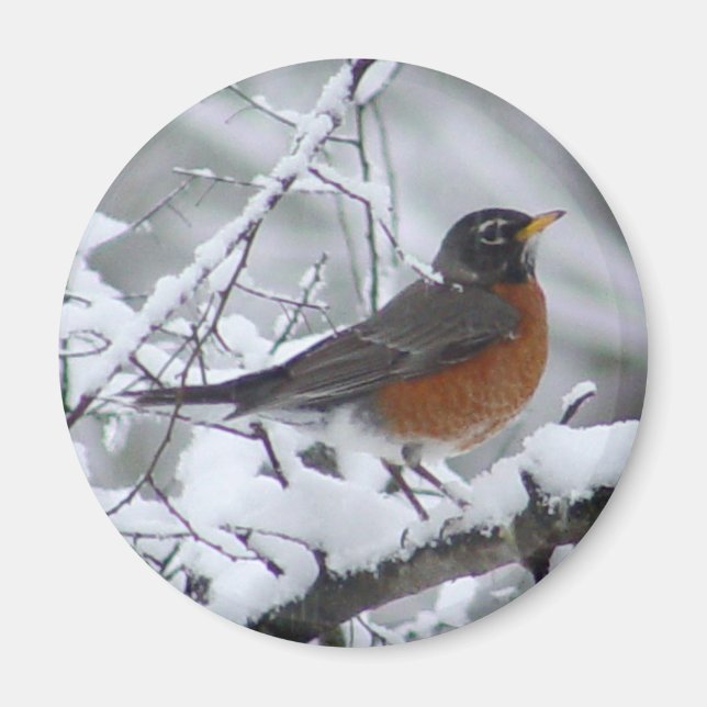 American Robin Magnet (Vorne)