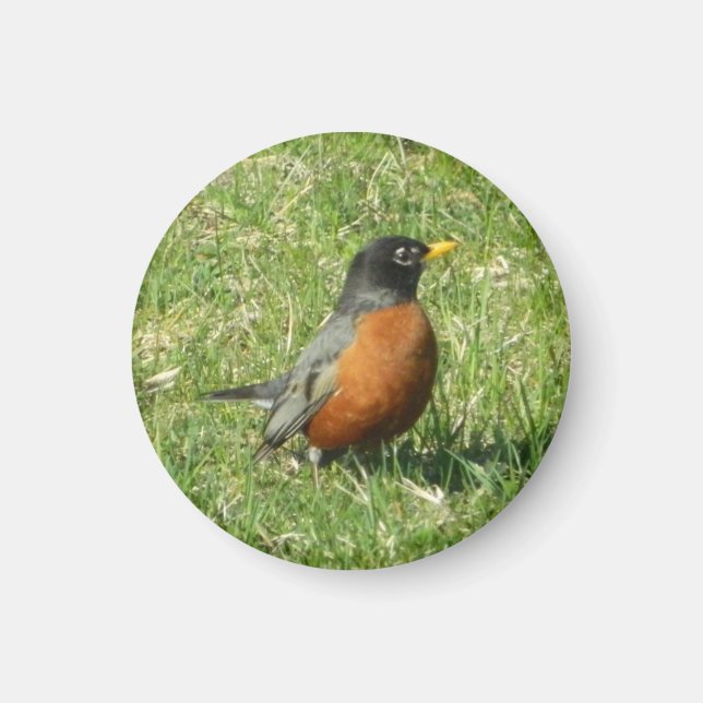 American Robin Magnet (Vorne)