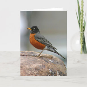 American Robin Notecard Karte