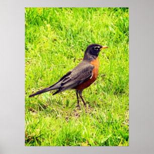 American Robin Poster