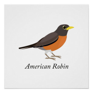 American Robin Poster
