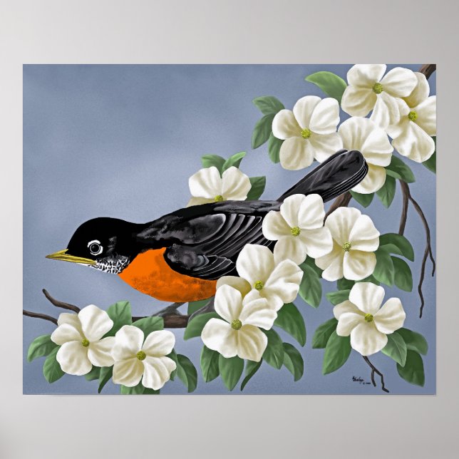 American Robin Poster (Vorne)