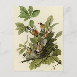 American Robin Postkarte