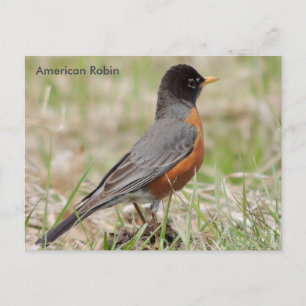 American Robin Postkarte