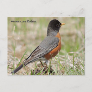 American Robin Postkarte