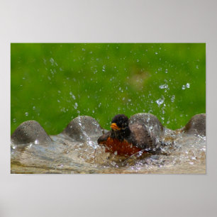 American Robin Print Poster