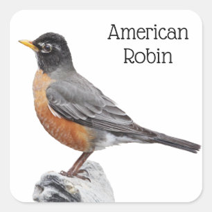 American Robin Quadratischer Aufkleber
