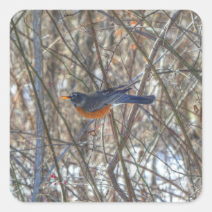 American Robin Quadratischer Aufkleber